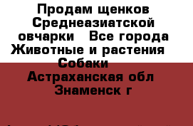 Продам щенков Среднеазиатской овчарки - Все города Животные и растения » Собаки   . Астраханская обл.,Знаменск г.